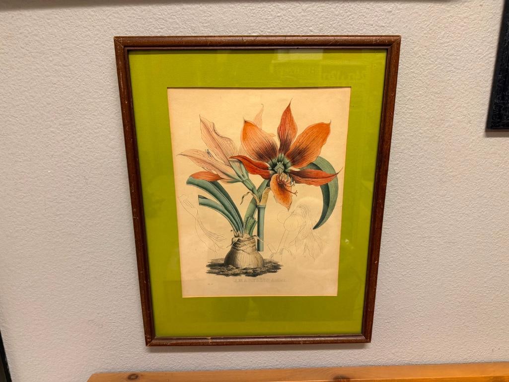 19TH CENTURY ANTIQUE BOTANICAL PRINT " AMARYLLIS ANTICA " VAN GEEL AND JOSEPH DRAPIEZ - 2