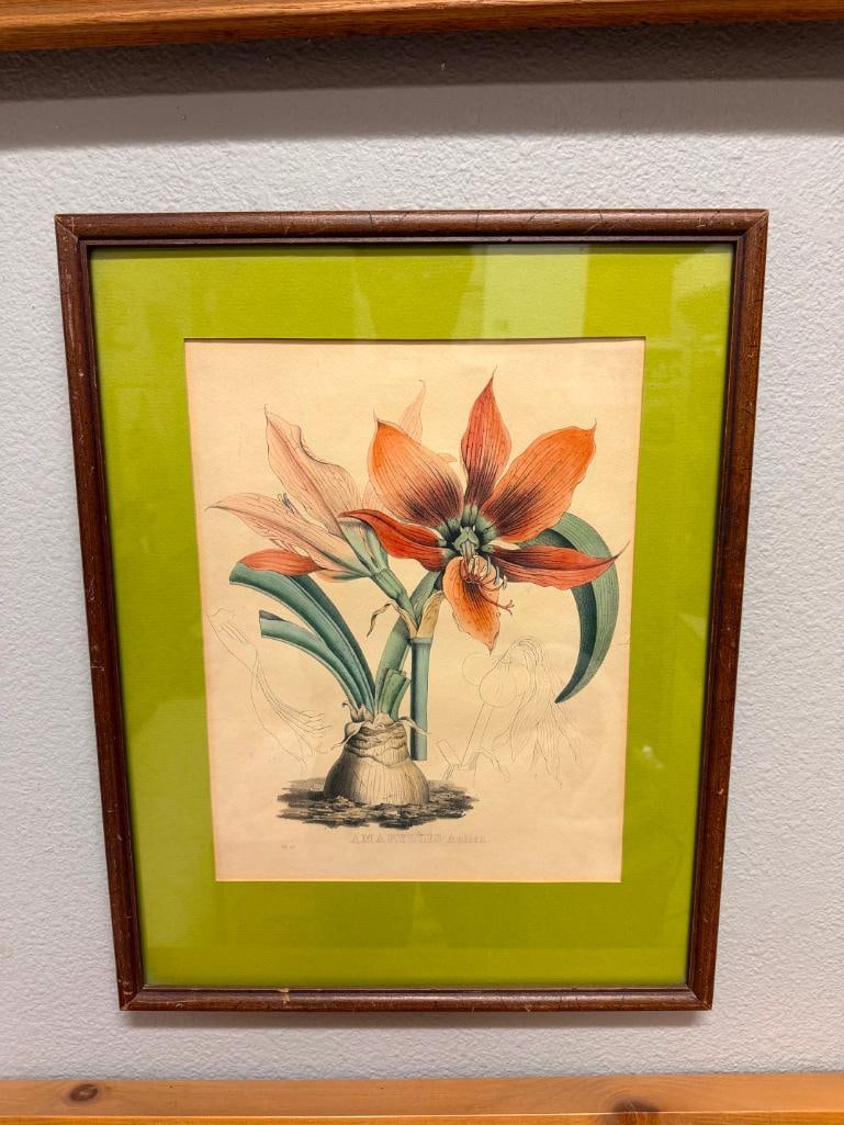 19TH CENTURY ANTIQUE BOTANICAL PRINT " AMARYLLIS ANTICA " VAN GEEL AND JOSEPH DRAPIEZ - 3