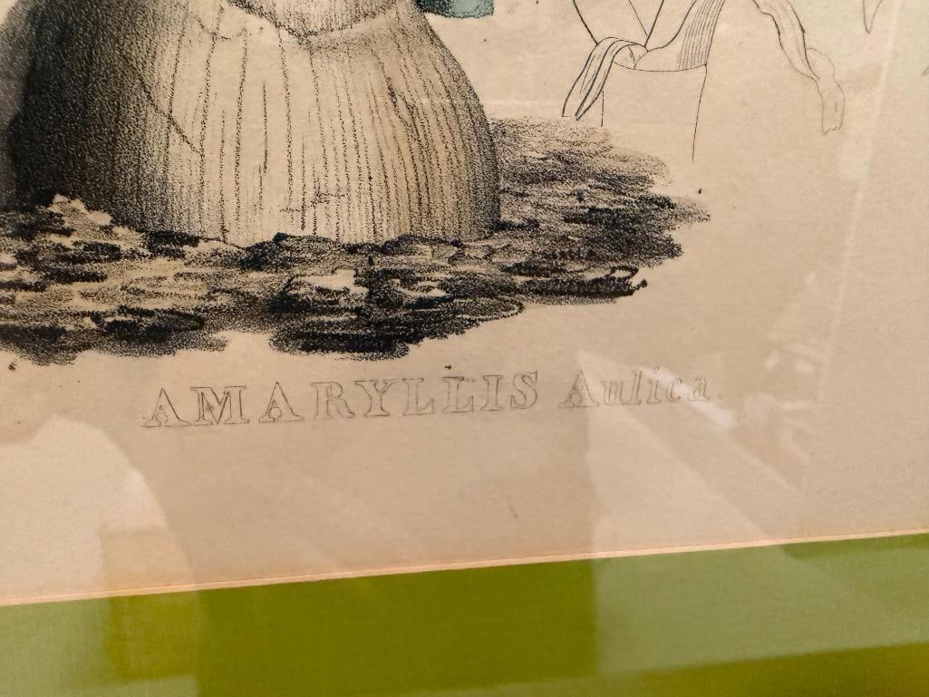 19TH CENTURY ANTIQUE BOTANICAL PRINT " AMARYLLIS ANTICA " VAN GEEL AND JOSEPH DRAPIEZ - 4