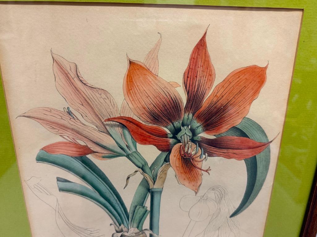 19TH CENTURY ANTIQUE BOTANICAL PRINT " AMARYLLIS ANTICA " VAN GEEL AND JOSEPH DRAPIEZ - 7
