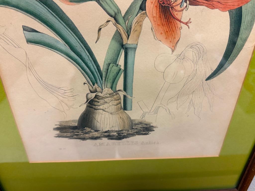 19TH CENTURY ANTIQUE BOTANICAL PRINT " AMARYLLIS ANTICA " VAN GEEL AND JOSEPH DRAPIEZ - 8