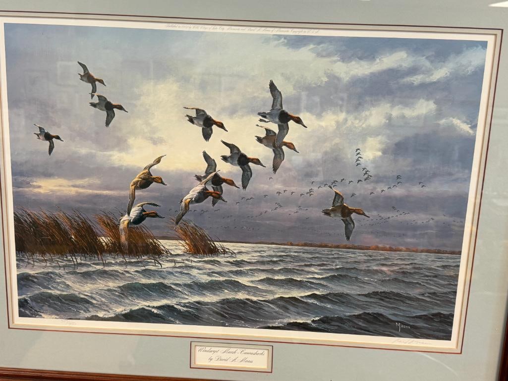 DAVID A. MAASS AMERICAN WILDLIFE ARTIST LIMITED EDITION PRINT WINDSWEPT MARSH CANVASBACKS 387/950 - 2