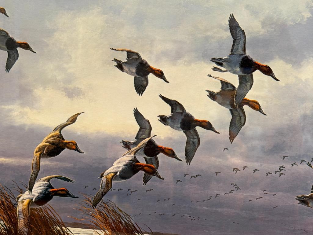 DAVID A. MAASS AMERICAN WILDLIFE ARTIST LIMITED EDITION PRINT WINDSWEPT MARSH CANVASBACKS 387/950 - 3