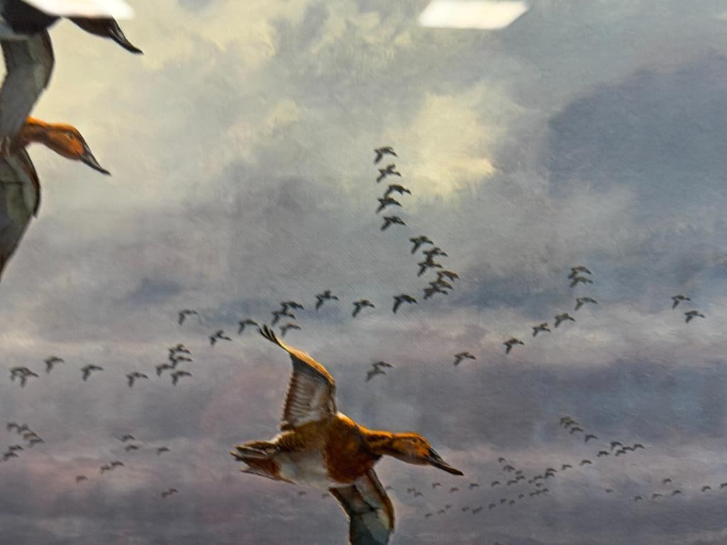 DAVID A. MAASS AMERICAN WILDLIFE ARTIST LIMITED EDITION PRINT WINDSWEPT MARSH CANVASBACKS 387/950 - 4