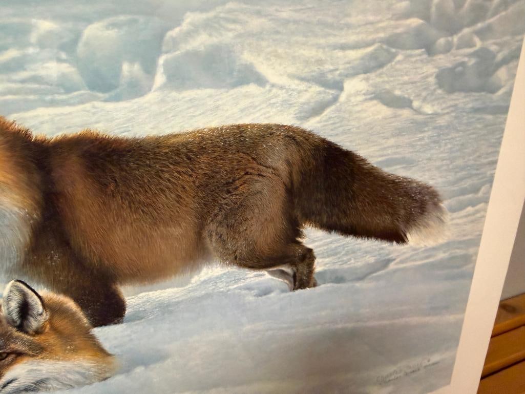 CHARLES FRACE SIGNED AND NUMBERED LIMITED EDITION PRINT " SURPRISE" DEPICTING TWO RED FOXES IN SNOW - 7