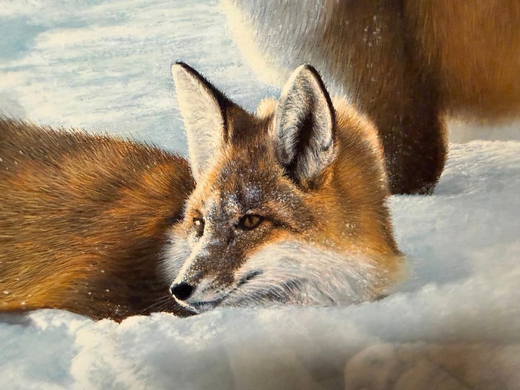 CHARLES FRACE SIGNED AND NUMBERED LIMITED EDITION PRINT " SURPRISE" DEPICTING TWO RED FOXES IN SNOW - 8