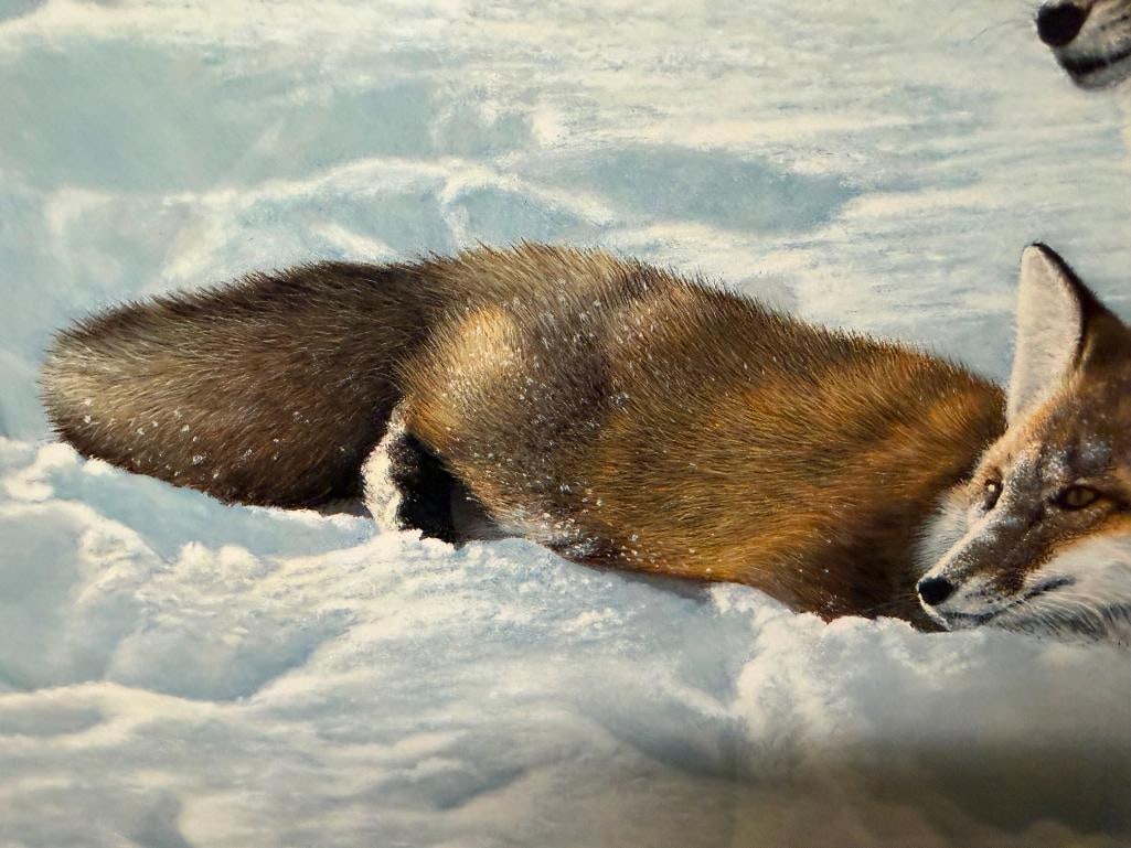 CHARLES FRACE SIGNED AND NUMBERED LIMITED EDITION PRINT " SURPRISE" DEPICTING TWO RED FOXES IN SNOW - 9