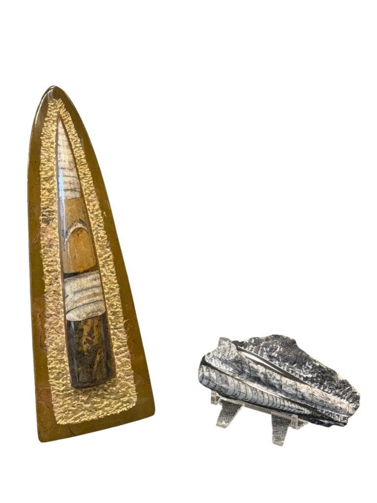 TWO POLISHED ORTHOCERAS FOSSILS MARINE CEPHALOPODS: POSSIBLY ORIGINATING FROM THE ATLAS MOUNTAINS OF MOROCCO, SMALLER FOSSIL INCLUDES ACRYLIC STAND 4 3/4" L AND 10" H