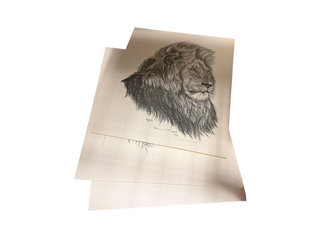 THREE AFRICAN LIONS LITHOGRAPH PRINTS BY LORAINNE SHARPLES: ORIGINALS COMPLETED IN 1970, PLATE SIGNED, UNFRAMED 15" X 19"