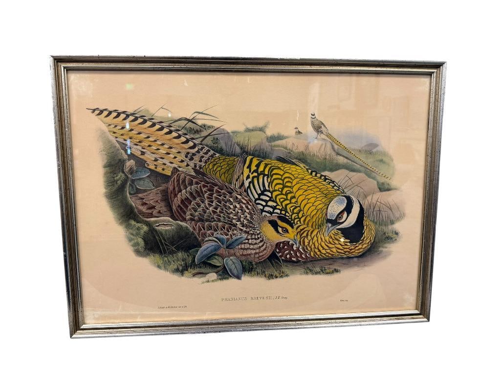 JOHN GOULD FAMOUS ENGLISH ORNITHOLOGIST AND ILLUSTRATOR HAND COLORED LITHOGRAPH PHASIANUS REEVESIIE: ART ORIGINATES FROM GOULD'S PUBLICATION THE BIRDS OF ASIA OR THE BIRDS OF GREAT BRITAIN, FRAMED 23 1/2" X 17 1/4" FRAME