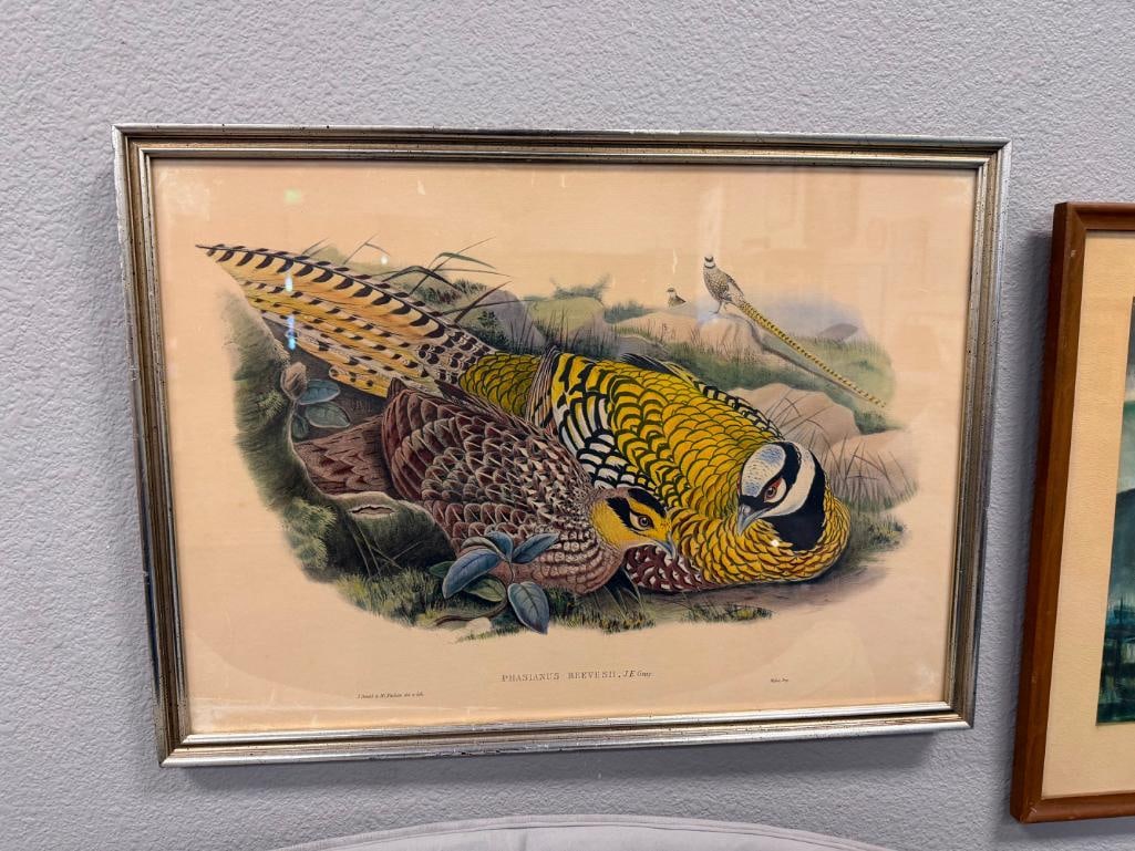 JOHN GOULD FAMOUS ENGLISH ORNITHOLOGIST AND ILLUSTRATOR HAND COLORED LITHOGRAPH PHASIANUS REEVESIIE - 2