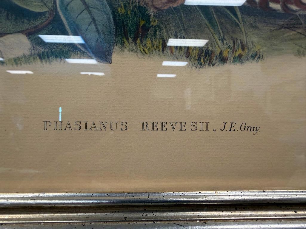 JOHN GOULD FAMOUS ENGLISH ORNITHOLOGIST AND ILLUSTRATOR HAND COLORED LITHOGRAPH PHASIANUS REEVESIIE - 4