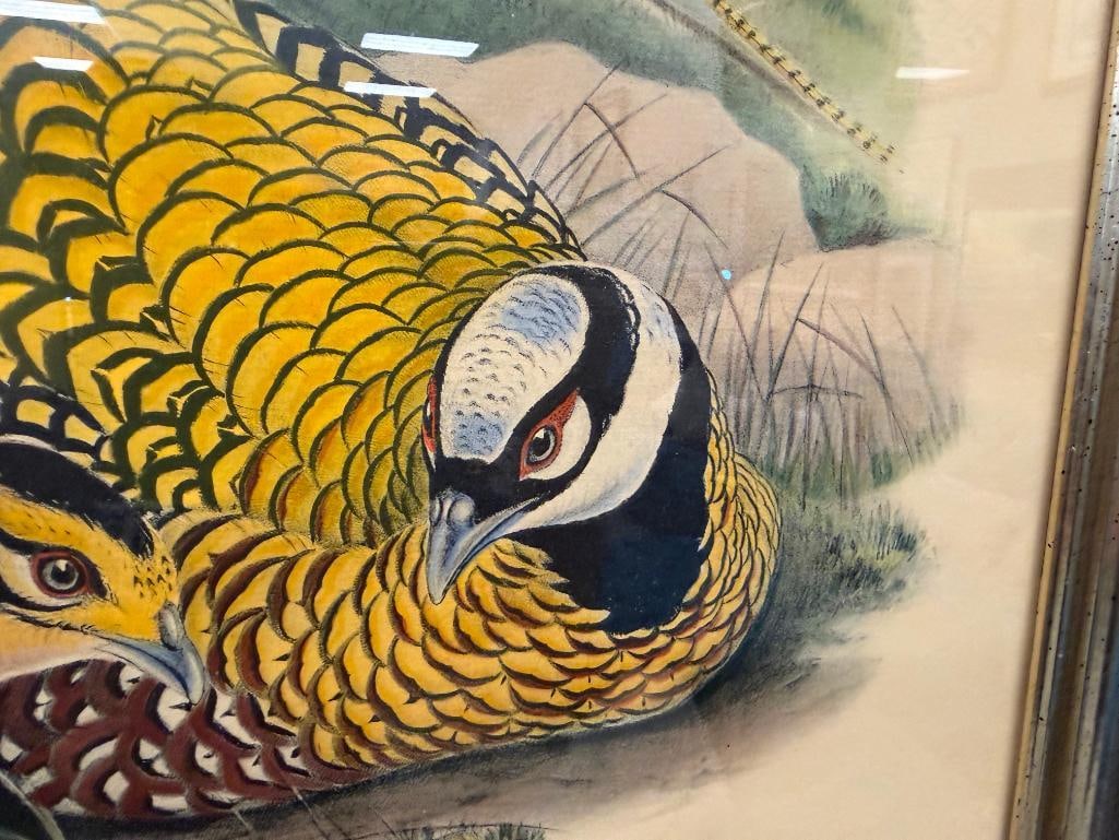 JOHN GOULD FAMOUS ENGLISH ORNITHOLOGIST AND ILLUSTRATOR HAND COLORED LITHOGRAPH PHASIANUS REEVESIIE - 6