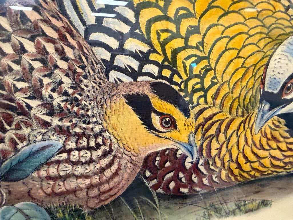JOHN GOULD FAMOUS ENGLISH ORNITHOLOGIST AND ILLUSTRATOR HAND COLORED LITHOGRAPH PHASIANUS REEVESIIE - 7
