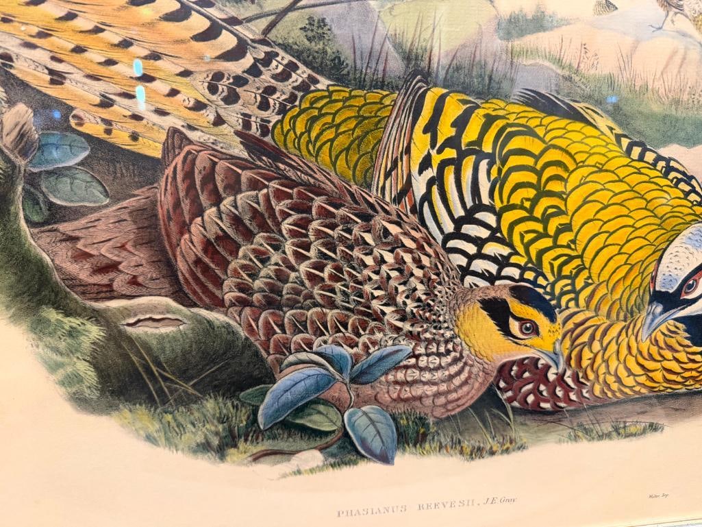 JOHN GOULD FAMOUS ENGLISH ORNITHOLOGIST AND ILLUSTRATOR HAND COLORED LITHOGRAPH PHASIANUS REEVESIIE - 8