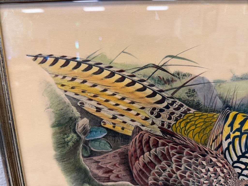 JOHN GOULD FAMOUS ENGLISH ORNITHOLOGIST AND ILLUSTRATOR HAND COLORED LITHOGRAPH PHASIANUS REEVESIIE - 9