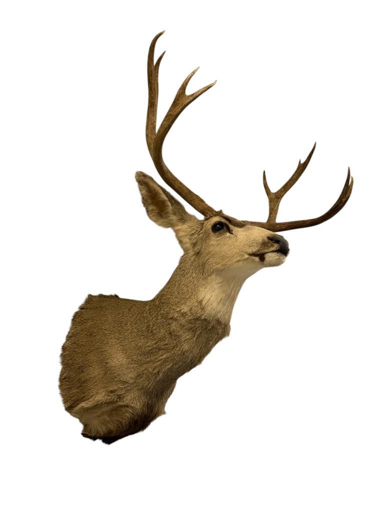 EIGHT-POINT MULE DEER TAXIDERMY SHOULDER MOUNT (1 of 8)