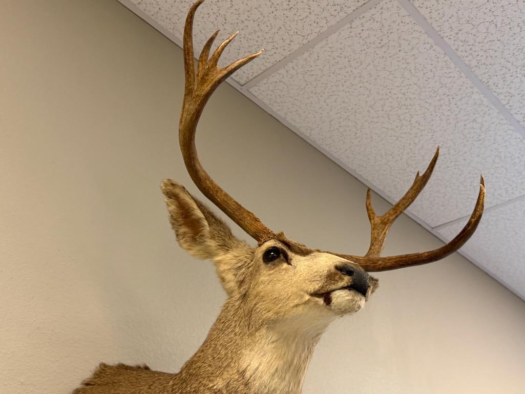 EIGHT-POINT MULE DEER TAXIDERMY SHOULDER MOUNT - 2