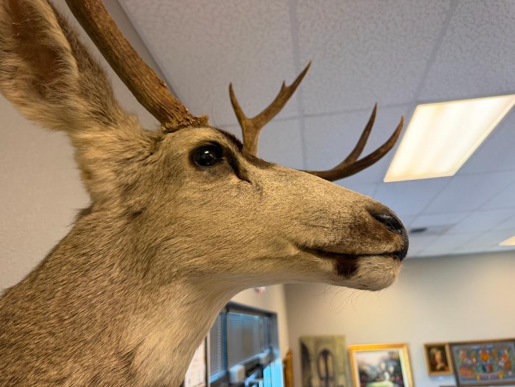 EIGHT-POINT MULE DEER TAXIDERMY SHOULDER MOUNT - 3