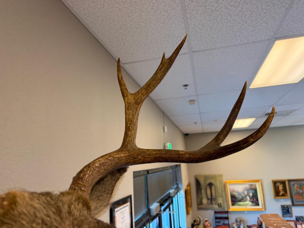 EIGHT-POINT MULE DEER TAXIDERMY SHOULDER MOUNT - 4