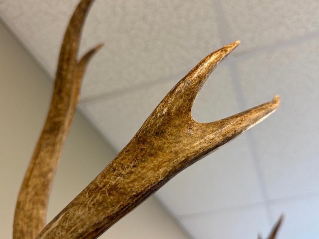 EIGHT-POINT MULE DEER TAXIDERMY SHOULDER MOUNT - 5