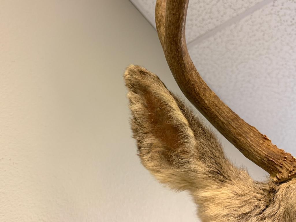 EIGHT-POINT MULE DEER TAXIDERMY SHOULDER MOUNT - 6
