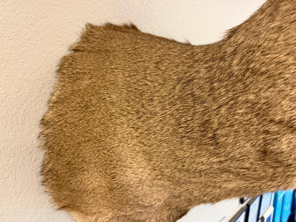 EIGHT-POINT MULE DEER TAXIDERMY SHOULDER MOUNT - 7
