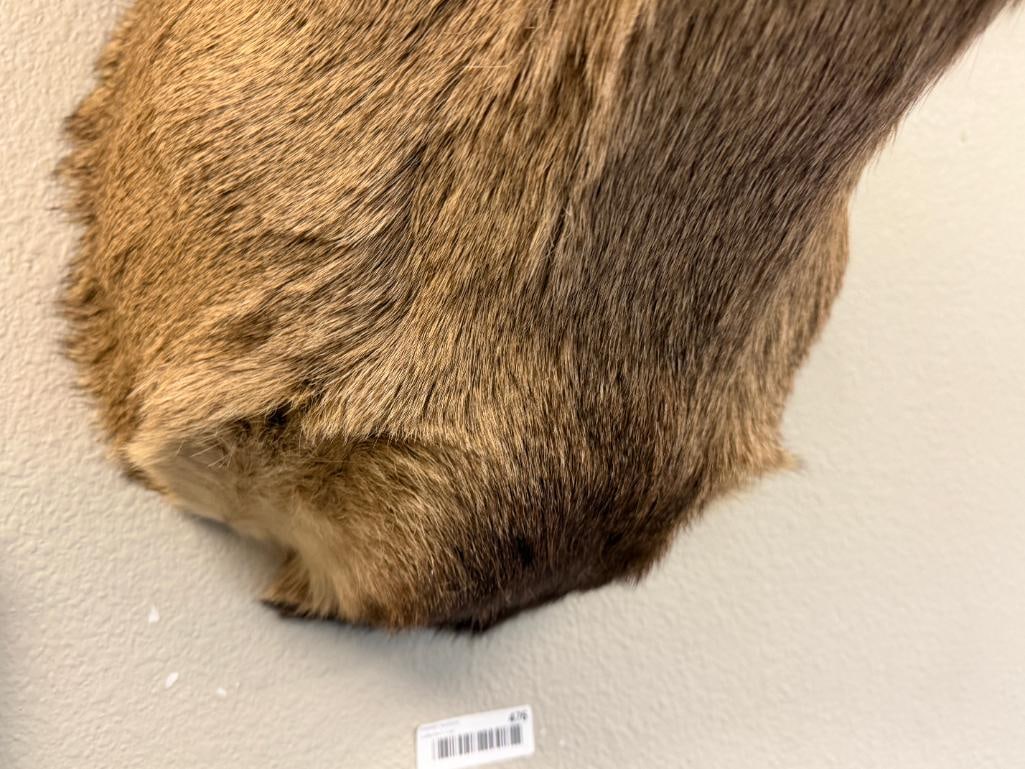 EIGHT-POINT MULE DEER TAXIDERMY SHOULDER MOUNT - 8