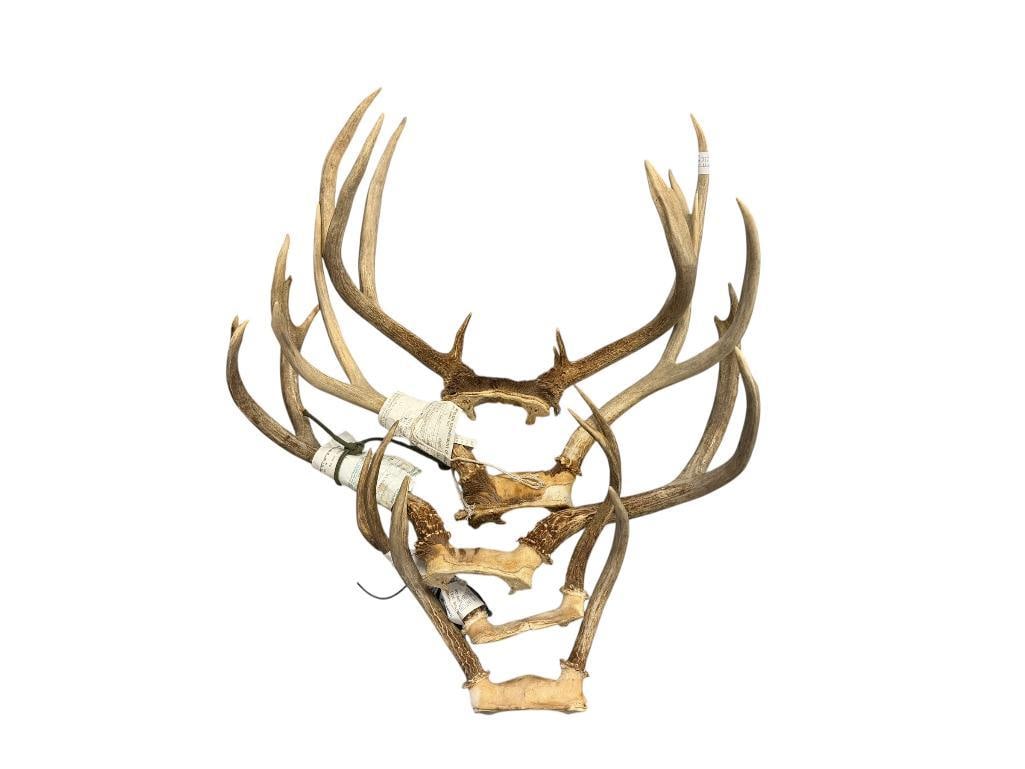 FIVE PAIRS OF DEER ANTLERS THREE WITH NEVADA DIVISION OF WILDLIFE GAME TAGS (1 of 10)