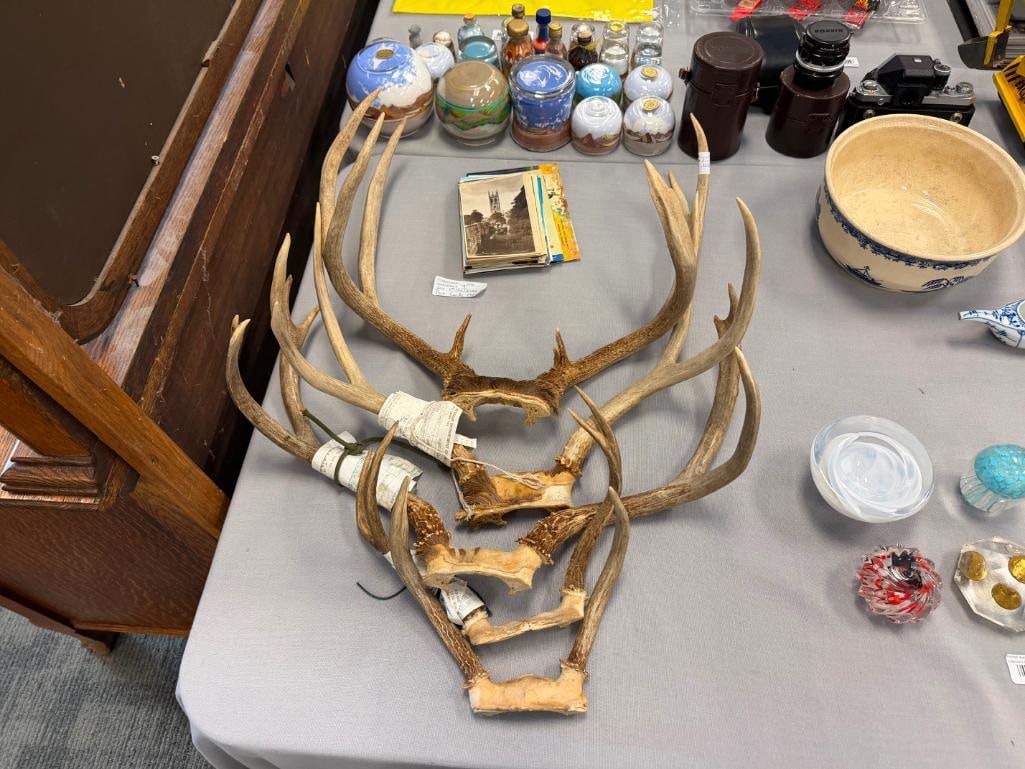 FIVE PAIRS OF DEER ANTLERS THREE WITH NEVADA DIVISION OF WILDLIFE GAME TAGS - 2