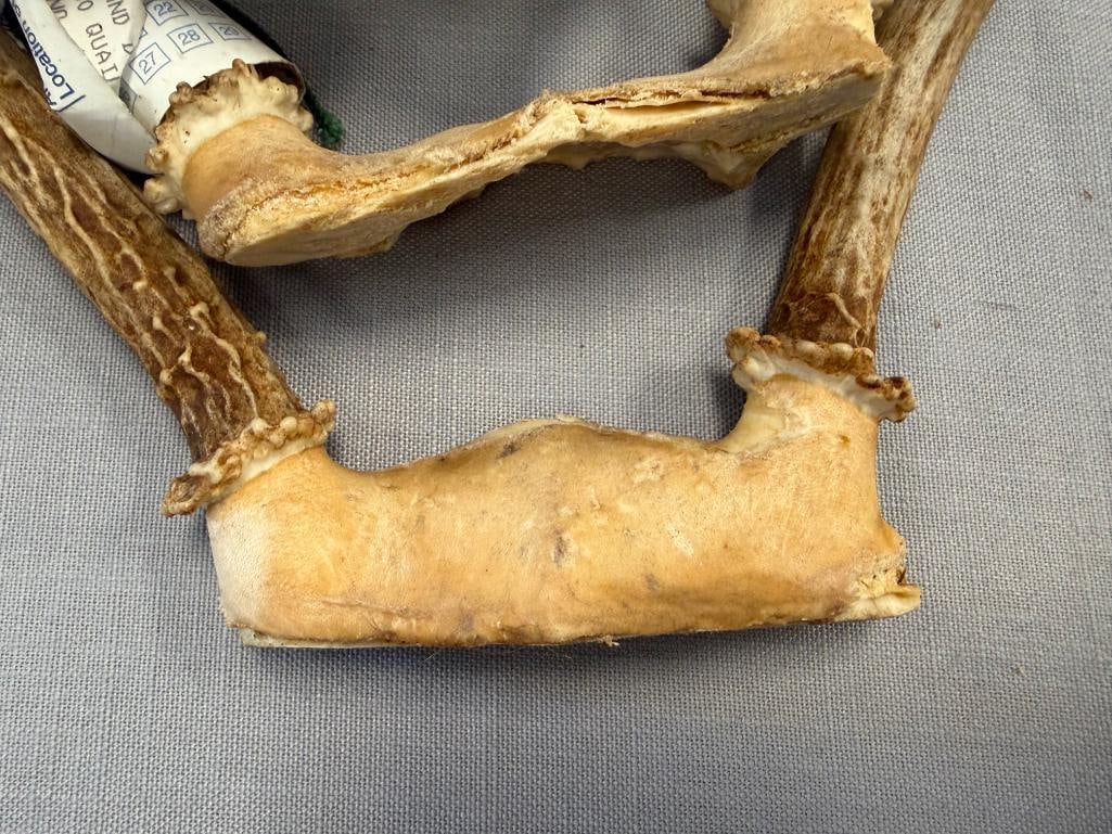 FIVE PAIRS OF DEER ANTLERS THREE WITH NEVADA DIVISION OF WILDLIFE GAME TAGS - 3