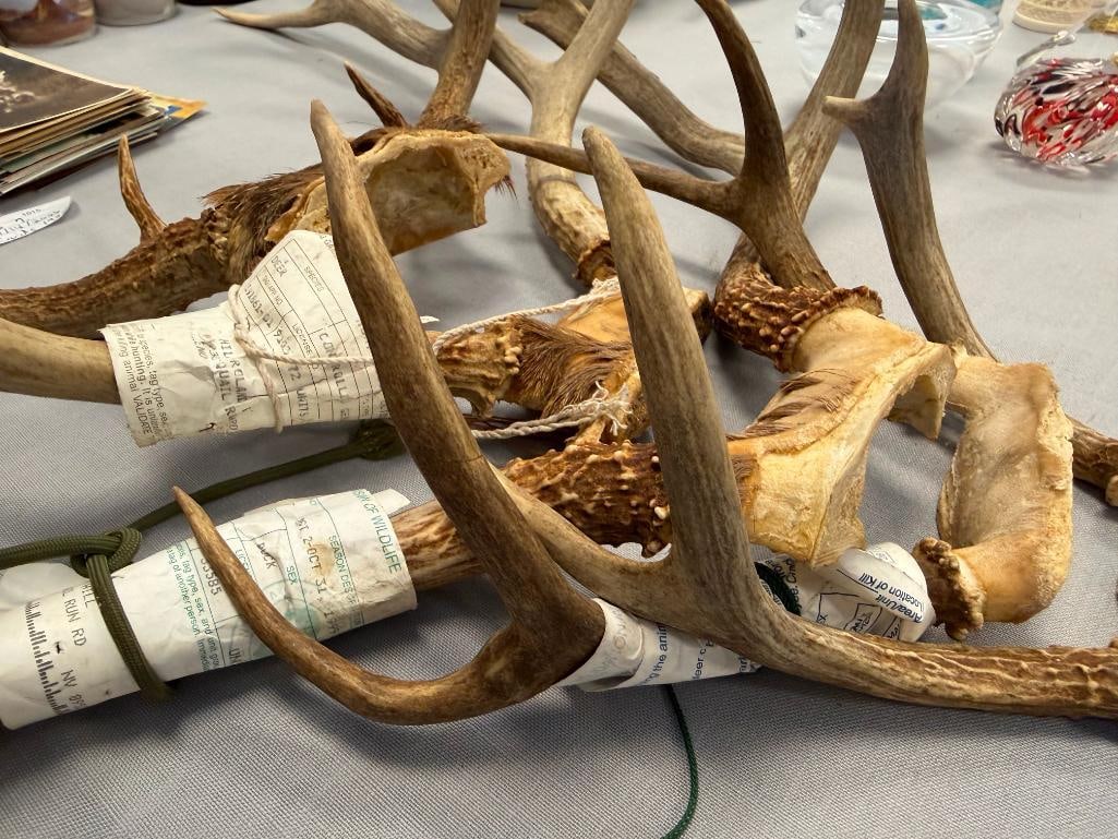 FIVE PAIRS OF DEER ANTLERS THREE WITH NEVADA DIVISION OF WILDLIFE GAME TAGS - 5