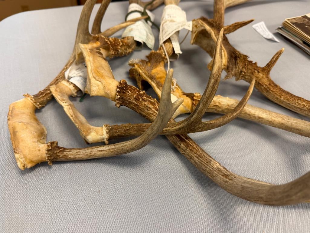 FIVE PAIRS OF DEER ANTLERS THREE WITH NEVADA DIVISION OF WILDLIFE GAME TAGS - 6