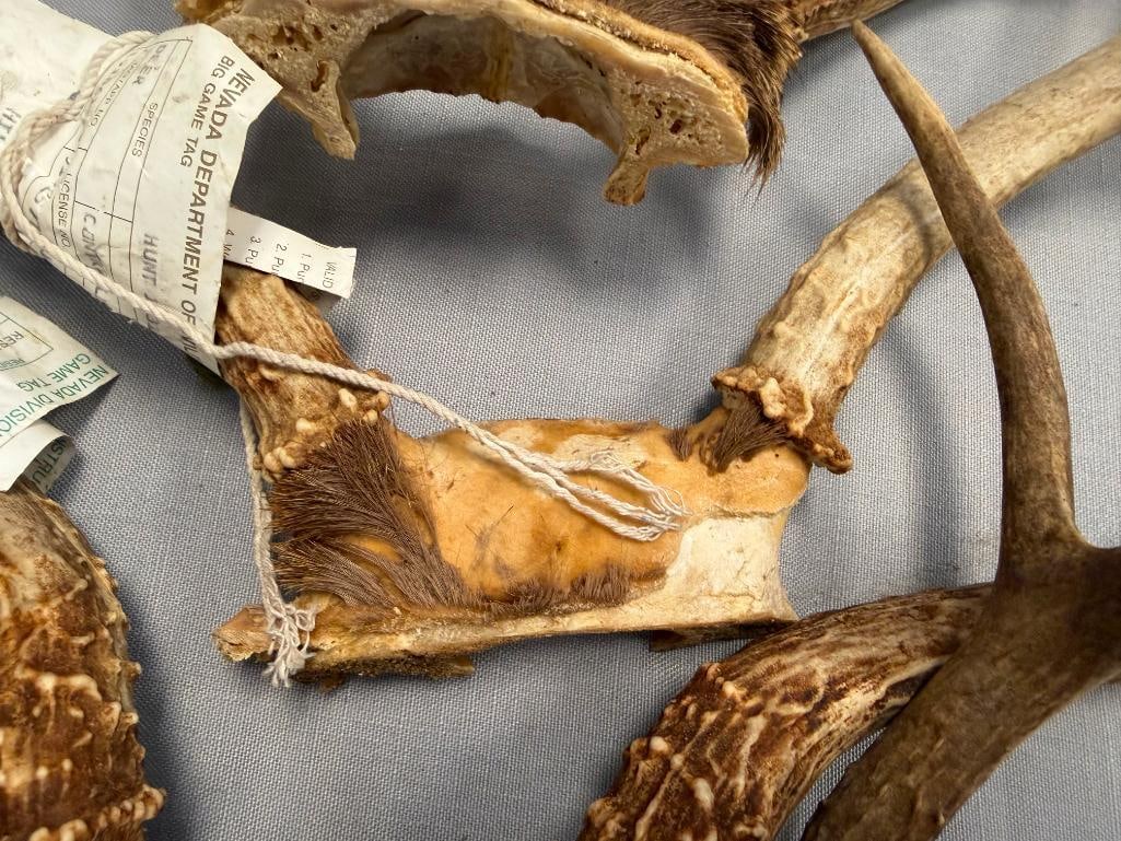 FIVE PAIRS OF DEER ANTLERS THREE WITH NEVADA DIVISION OF WILDLIFE GAME TAGS - 7