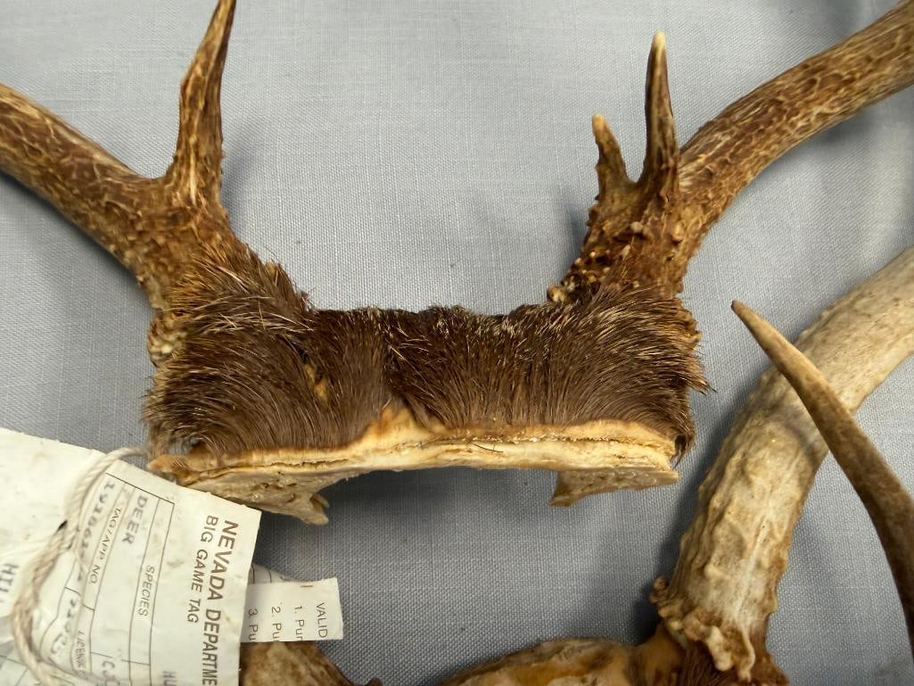 FIVE PAIRS OF DEER ANTLERS THREE WITH NEVADA DIVISION OF WILDLIFE GAME TAGS - 8