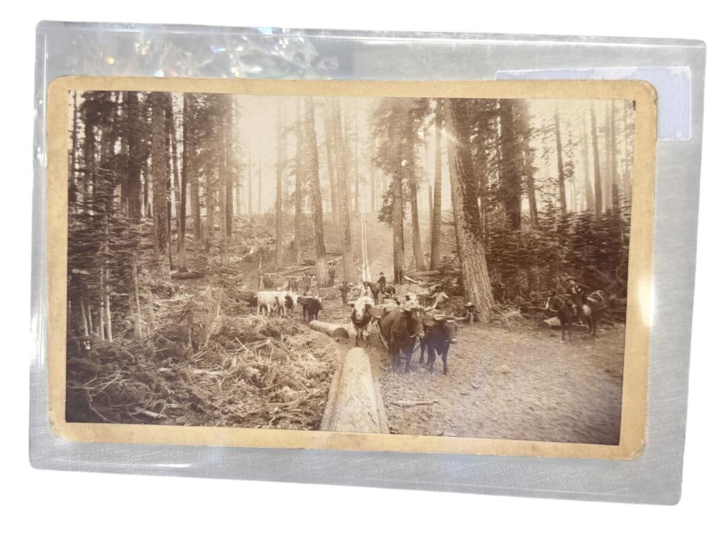 H.W. MACDONALD BRITISH PHOTOGRAPHER SEPIA TONED PORTRAIT PHOTOGRAPH: H.W. MACDONALD WAS KNOWN FOR HIS NOTABLE LOCAL EVENT AND SCENES AROUND ETON AND WINDSOR, PHOTO DEPICTS SCENE OF STEER TEAMS PULLING LOGS, MARKED ON THE BACK OF THE PHOTO CARD 8 3/8" X 5 1/4" 