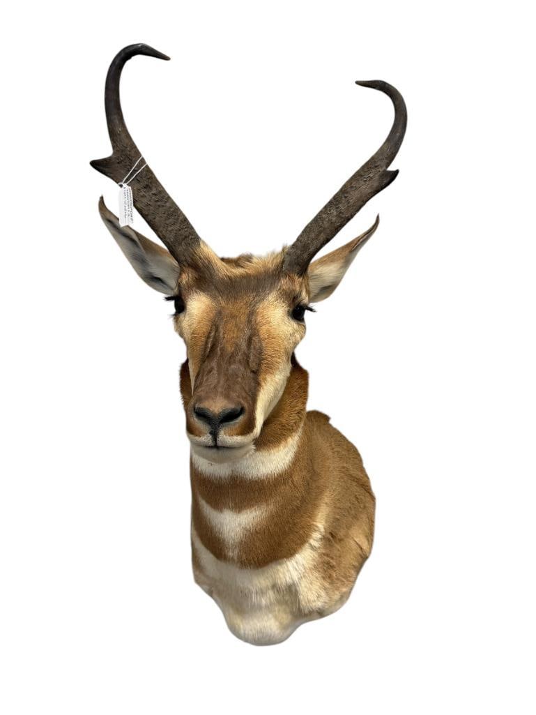 PRONGHORN ANTELOPE TAXIDERMY SHOULDER MOUNT: 32" H