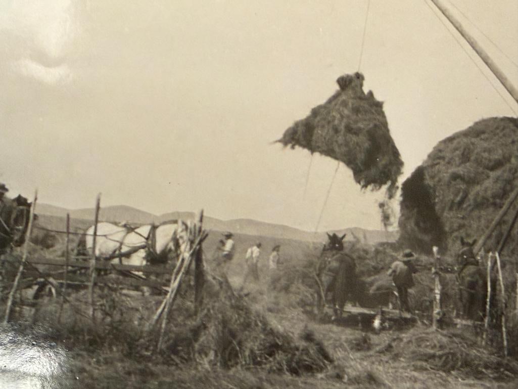1900'S BLACK AND WHITE PHOTOGRAPH OF HAYING AROUND MARY'S RIVER BASIN, ELKO, NV - 6