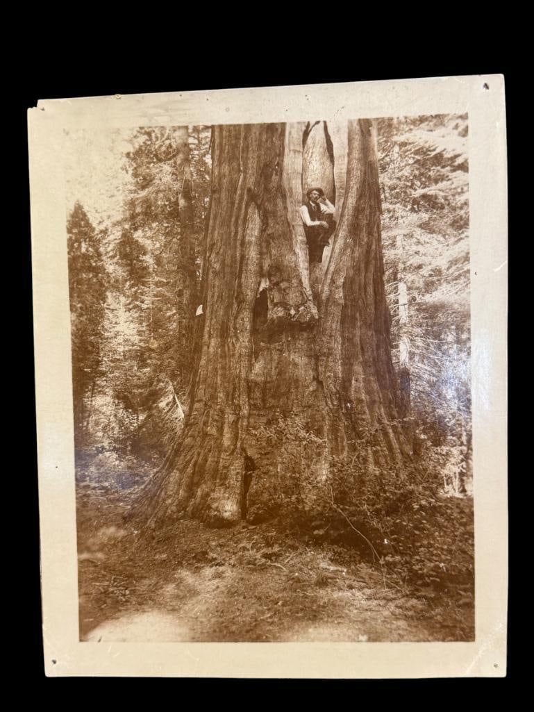SEPIA TONED PHOTOGRAPH OF GENTLEMAN IN LARGE TREE IN CALAVERAS, CA: PHOTO DEPICTS A MAN SITTING IN A LARGE TREE 30FT FROM THE GROUND, PHOTO HAS HAND WRITTEN NOTES ON THE BACK, PHOTO SHOWS WEAR AND PINHOLES IN THE CORNERS 6" X 7 3/4" 