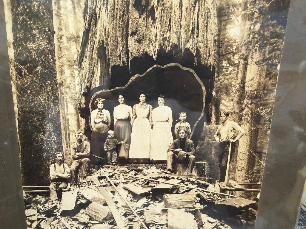 EUREKA CO. BLACK AND WHITE PHOTO OF MEN, WOMEN, AND CHILDREN POSING INSIDE TREE TRUNK - 9