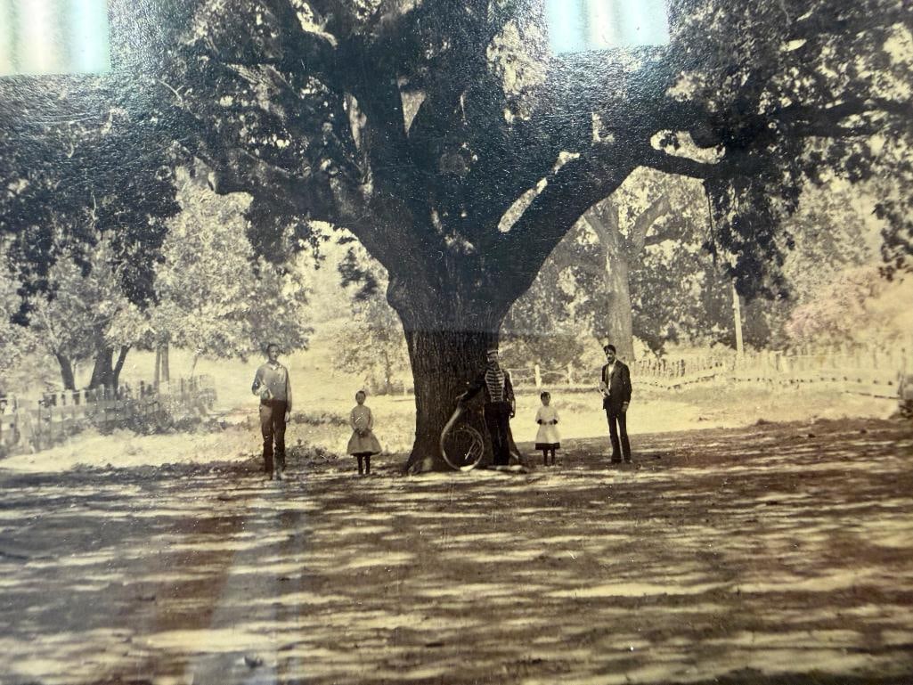 EARLY 1900'S SEPIA TONED PHOTOGRAPH OF MEN AND CHILDREN POSING BY MAMMOTH OAK TREE - 3