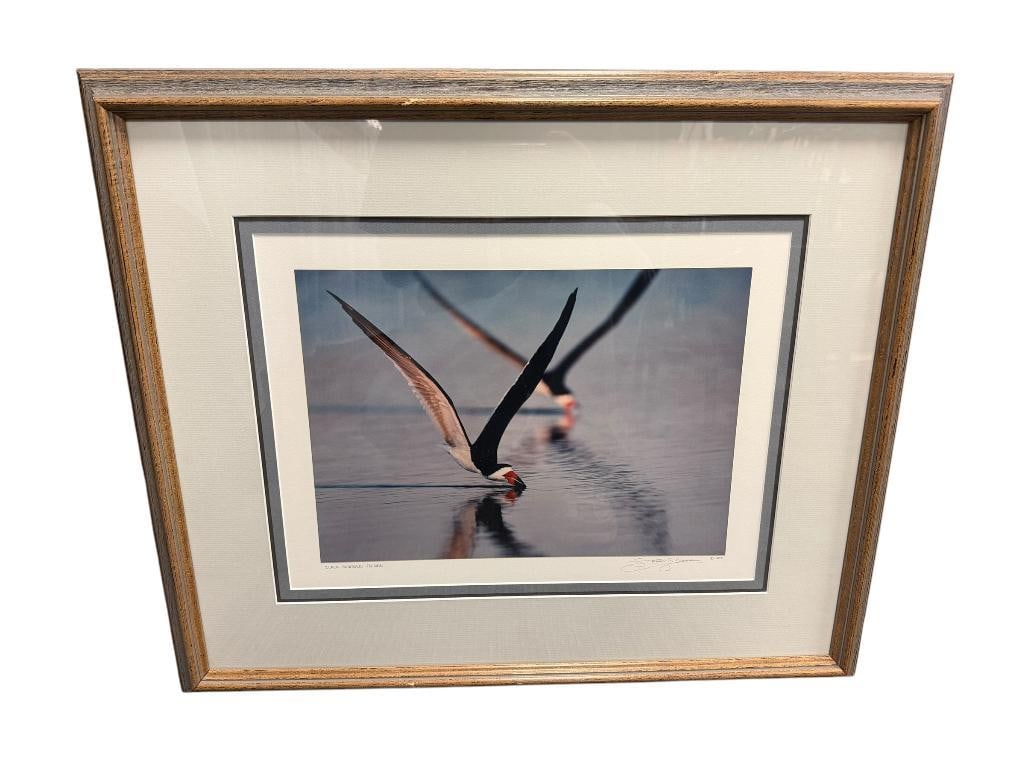 STEPHEN G. MAKA NORTHEAST ARTIST REEDED PHOTOGRPAH BLACK SKIMMERS FEEDING 1988 (1 of 8)