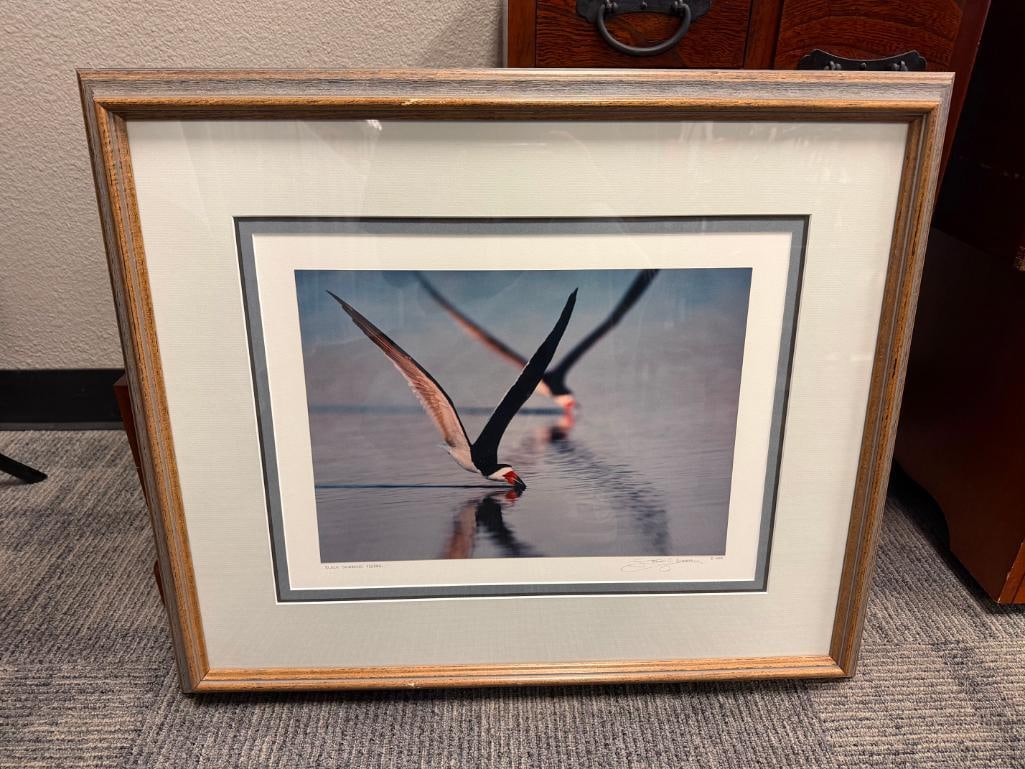 STEPHEN G. MAKA NORTHEAST ARTIST REEDED PHOTOGRAPH BLACK SKIMMERS FEEDING 1988 - 5