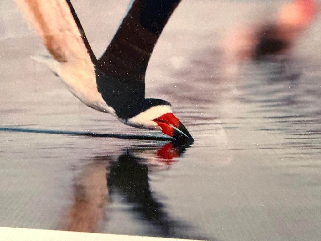 STEPHEN G. MAKA NORTHEAST ARTIST REEDED PHOTOGRAPH BLACK SKIMMERS FEEDING 1988 - 6