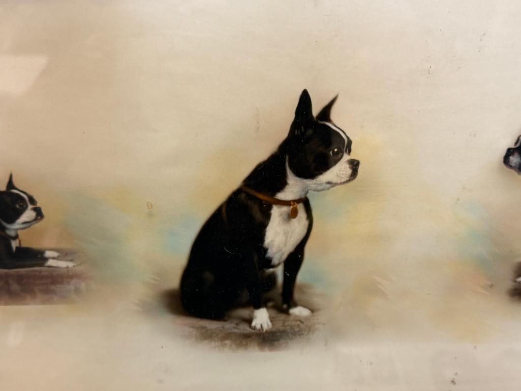 VINTAGE HAND COLORED HORIZONTAL PHOTOGRAPH FEATURES FIVE SEQUENTIAL ILLUSTRATIONS OF A TERRIER - 3