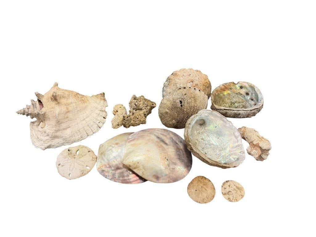 COLLECTION OF NATURAL SEA SHELLS INCLUDES ABALONE SHELLS, MOTHER OF PEARL SHELLS, SAND DOLLARS (1 of 16)