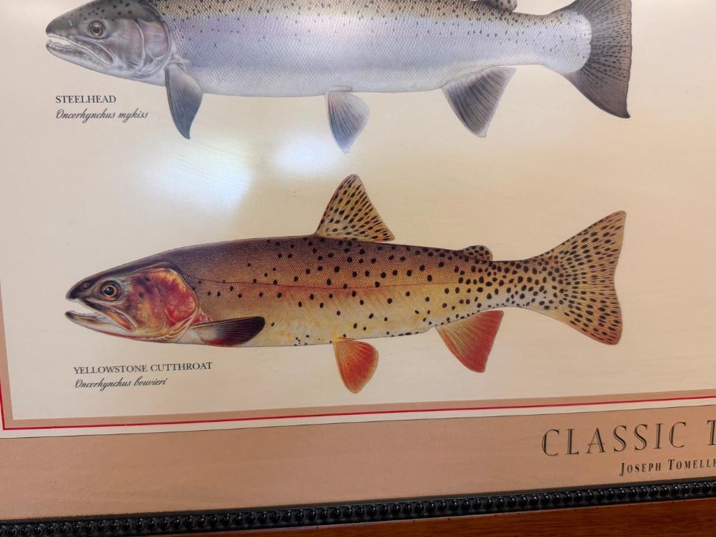 JOSEPH TOMELLERI CLASSIC TROUT POSTER AND IDENTIFICATION CHART - 4