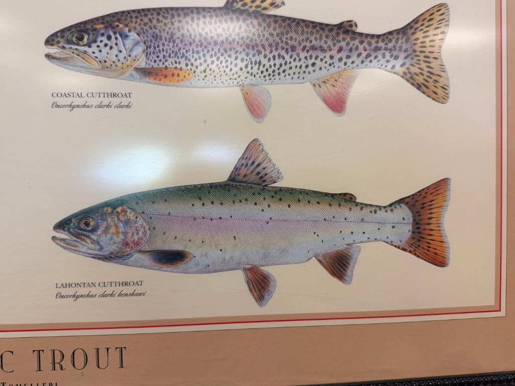 JOSEPH TOMELLERI CLASSIC TROUT POSTER AND IDENTIFICATION CHART - 5