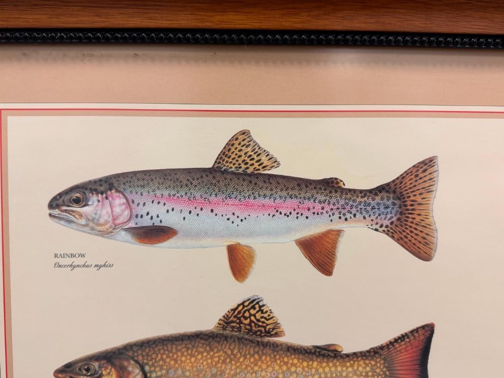 JOSEPH TOMELLERI CLASSIC TROUT POSTER AND IDENTIFICATION CHART - 7