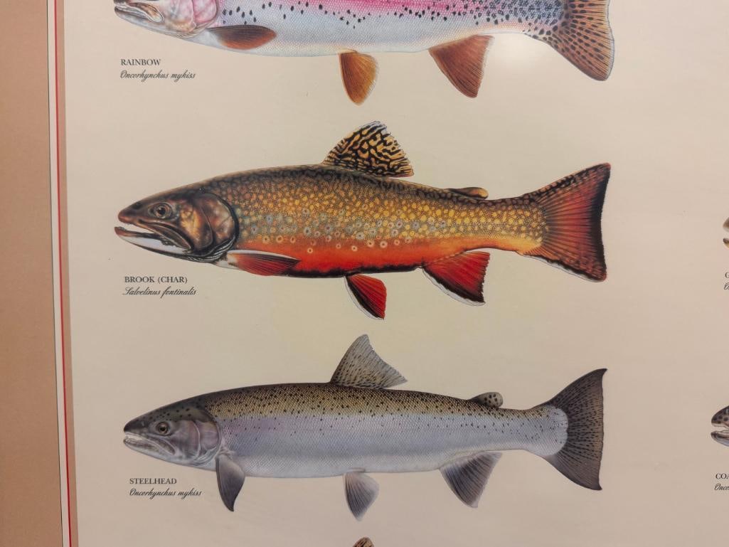 JOSEPH TOMELLERI CLASSIC TROUT POSTER AND IDENTIFICATION CHART - 8
